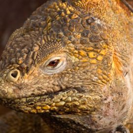 The Galapagos